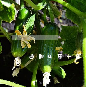 逾期4万一年多少罚息 逾期4万一年多少罚息