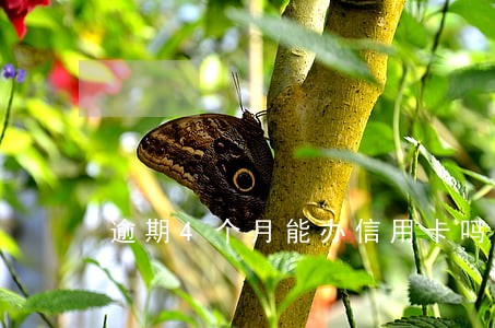 逾期4个月能办信用卡吗 逾期4个月能办信用卡吗