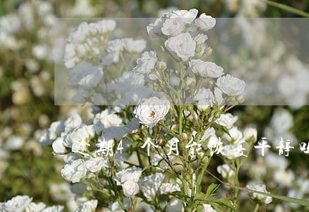 逾期4个月能恢复平静吗 逾期4个月能恢复平静吗