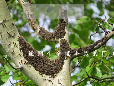 逾期4个能下款的口子 逾期4个能下款的口子