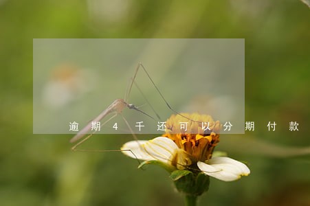 逾期4千还可以分期付款吗 逾期4千还可以分期付款吗