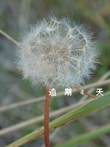 逾期4天人家拒绝协商怎么办 逾期4天人家拒绝协商怎么办