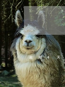 逾期4天怎么办