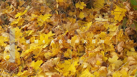 逾期4天收取什么费用 逾期4天收取什么费用