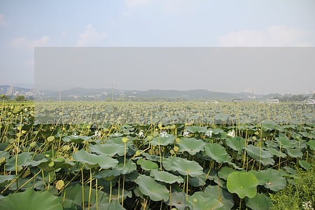 逾期4天能撤销吗 逾期4天能撤销吗