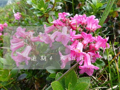逾期4天让我还全款 逾期4天让我还全款