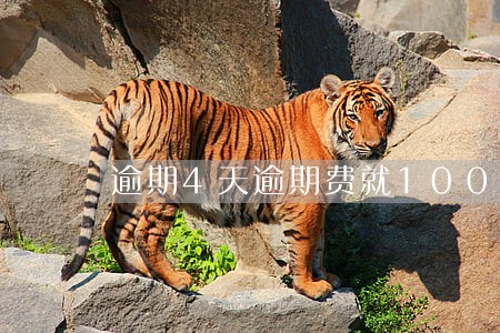 逾期4天逾期费就100合理吗 逾期4天逾期费就100合理吗