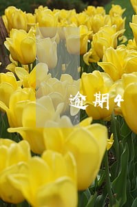 逾期4年的网贷怎么协商 逾期4年的网贷怎么协商