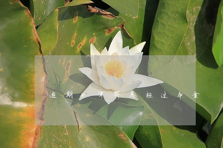逾期4年罚息超过本金