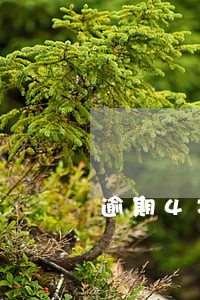 逾期4次房贷能贷多久 逾期4次房贷能贷多久