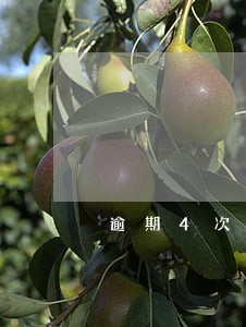 逾期4次能办车贷吗 逾期4次能办车贷吗
