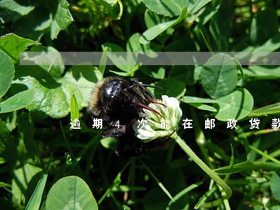 逾期4次能在邮政贷款吗 逾期4次能在邮政贷款吗