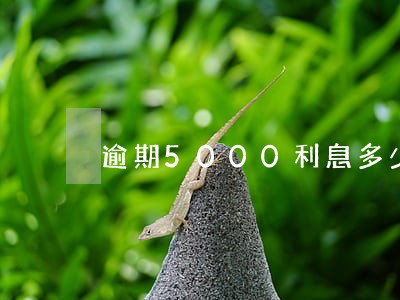 逾期5000利息多少 逾期5000利息多少