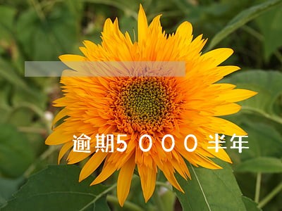 逾期5000半年 逾期5000半年
