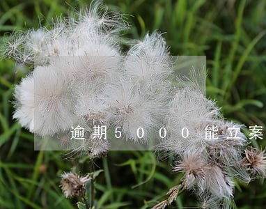 逾期5000能立案吗 逾期5000能立案吗