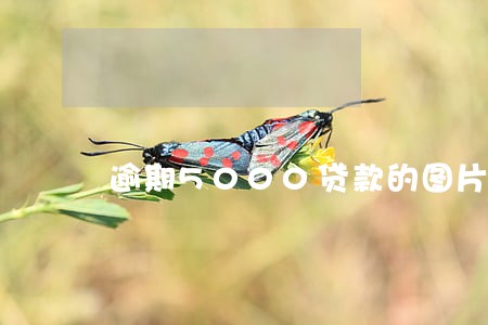 逾期5000贷款的图片