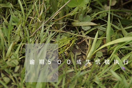 逾期500成失信被执行人 逾期500成失信被执行人