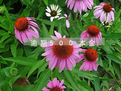 逾期500本金 逾期500本金