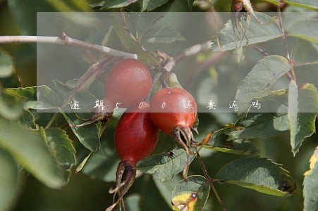 逾期500还要还吗 逾期500还要还吗