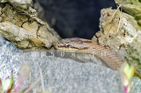 逾期50元一个月