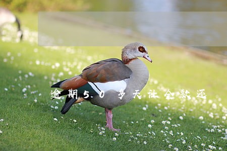 逾期50多天让全款还 逾期50多天让全款还