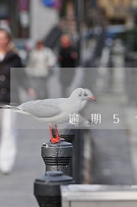 逾期5个月了可以买车吗 逾期5个月了可以买车吗