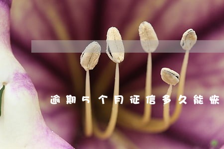 逾期5个月征信多久能恢复 逾期5个月征信多久能恢复
