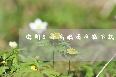 逾期5个高炮还有能下款的吗 逾期5个高炮还有能下款的吗