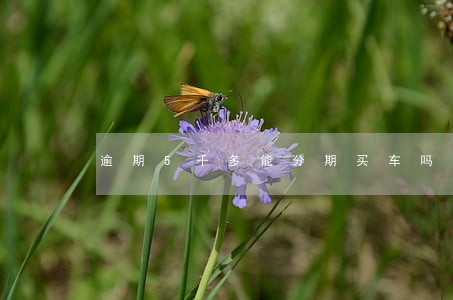 逾期5千多能分期买车吗 逾期5千多能分期买车吗