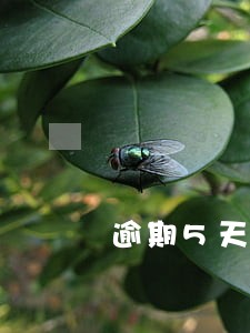 逾期5天会上征信 逾期5天会上征信