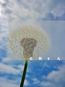 逾期5天已还清还能借款吗