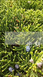 逾期5天未申报怎么办 逾期5天未申报怎么办