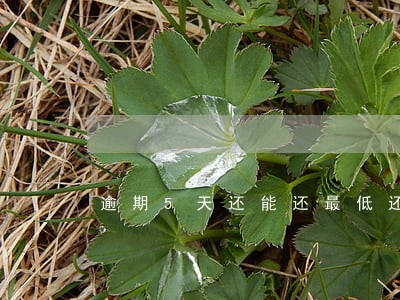 逾期5天还能还最低还款吗 逾期5天还能还最低还款吗