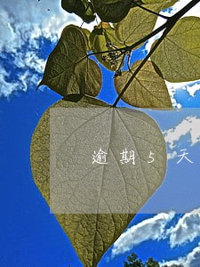 逾期5天还进去怎么算利息