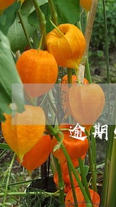 逾期5年不超过多少次 逾期5年不超过多少次