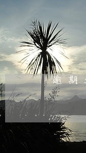 逾期5年了没钱还怎么办
