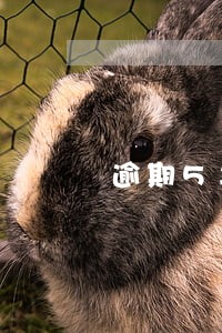 逾期5年后还可以办信用卡嘛 逾期5年后还可以办信用卡嘛