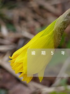逾期5年要我回电怎么办 逾期5年要我回电怎么办