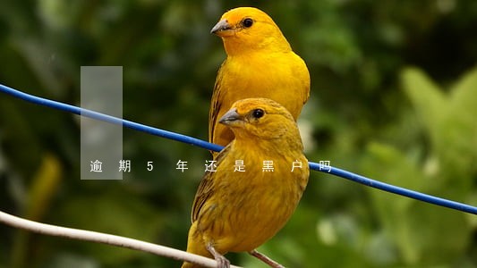 逾期5年还是黑户吗