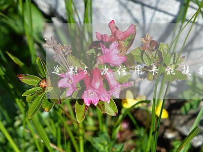 逾期5次信用卡能提额吗