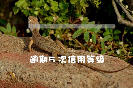 逾期5次信用等级 逾期5次信用等级