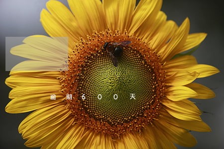 逾期600天 逾期600天