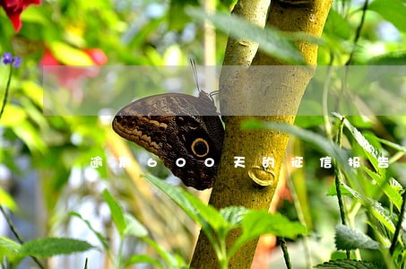 逾期600天的征信报告