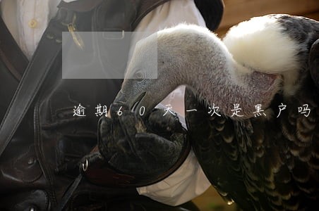 逾期60天一次是黑户吗 逾期60天一次是黑户吗