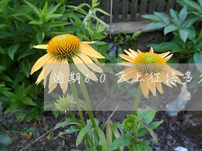 逾期60天上征信多久消除 逾期60天上征信多久消除