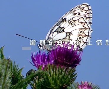 逾期60天以上借款 逾期60天以上借款