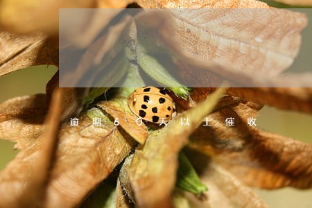 逾期60天以上催收 逾期60天以上催收