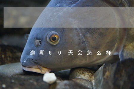 逾期60天会怎么样