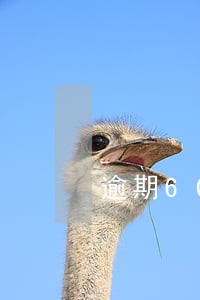 逾期60天内影响买房贷款