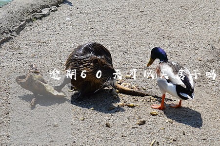 逾期60天可以买房子吗 逾期60天可以买房子吗